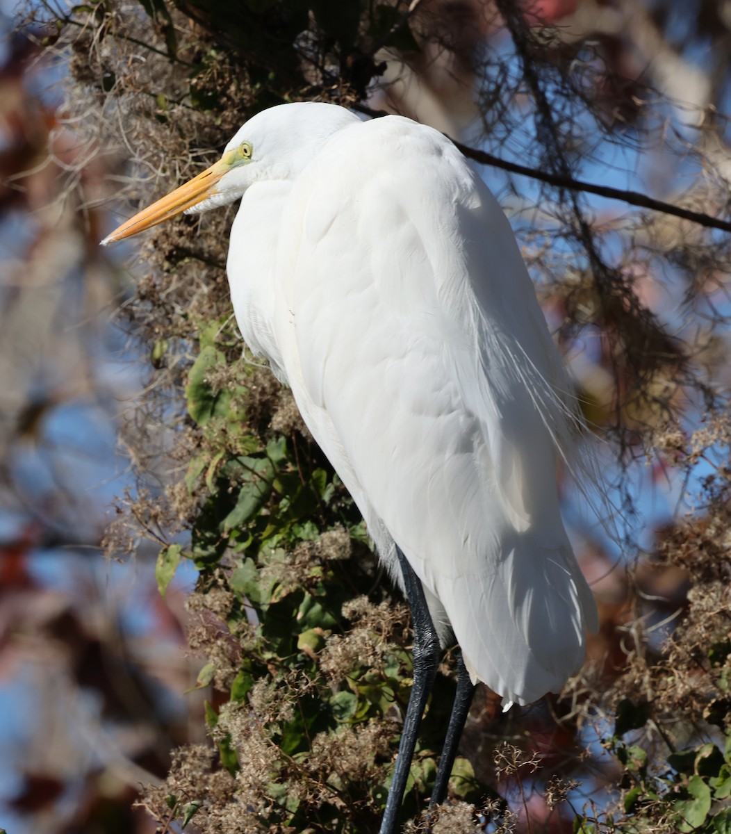 Airone bianco maggiore - ML646920991