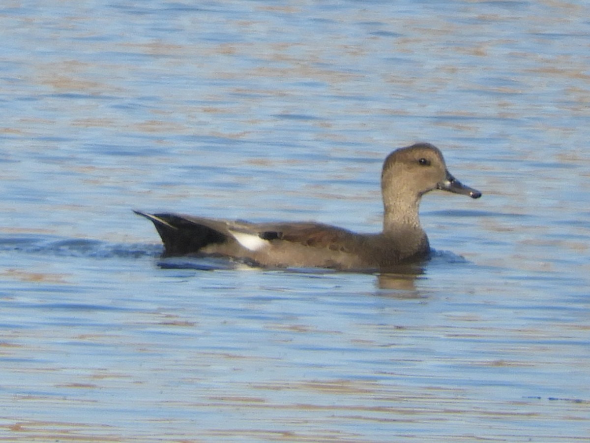 Gadwall - ML646920992