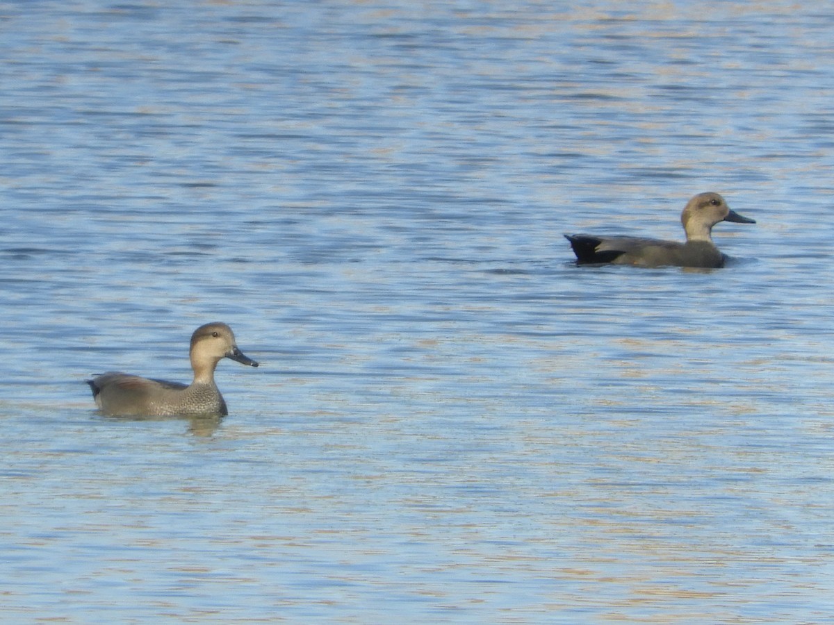 Gadwall - ML646920993