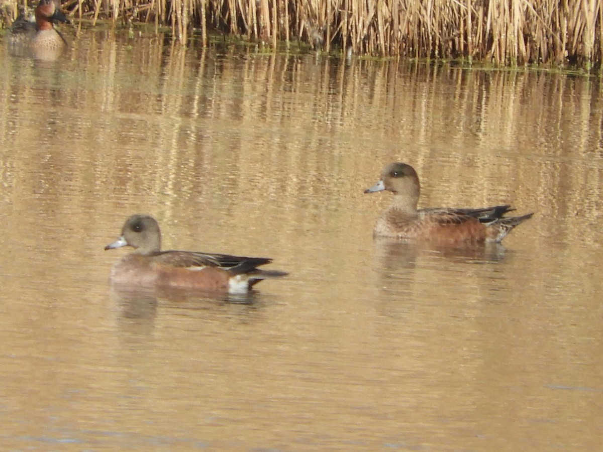 American Wigeon - ML646921001