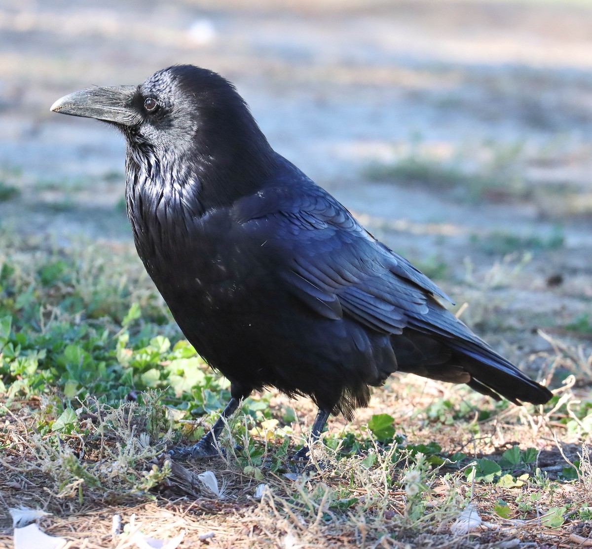 Common Raven - ML646921008