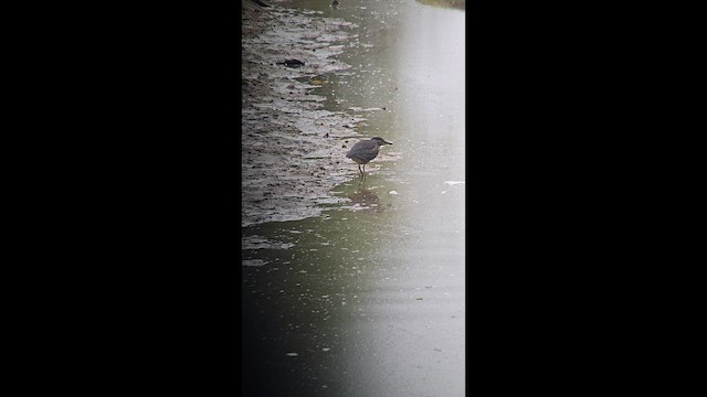 Martinete Común - ML646921015