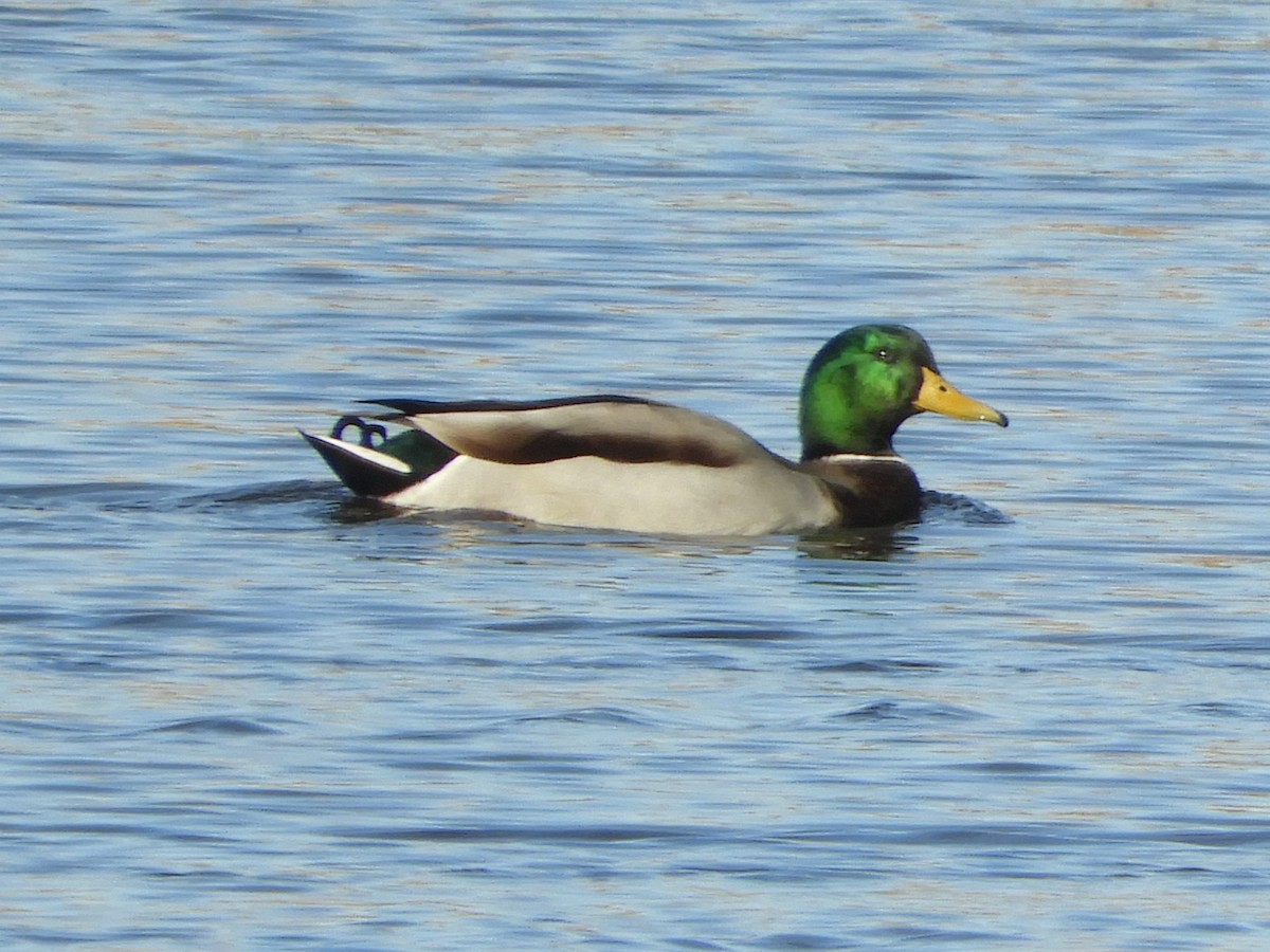 Mallard - ML646921016