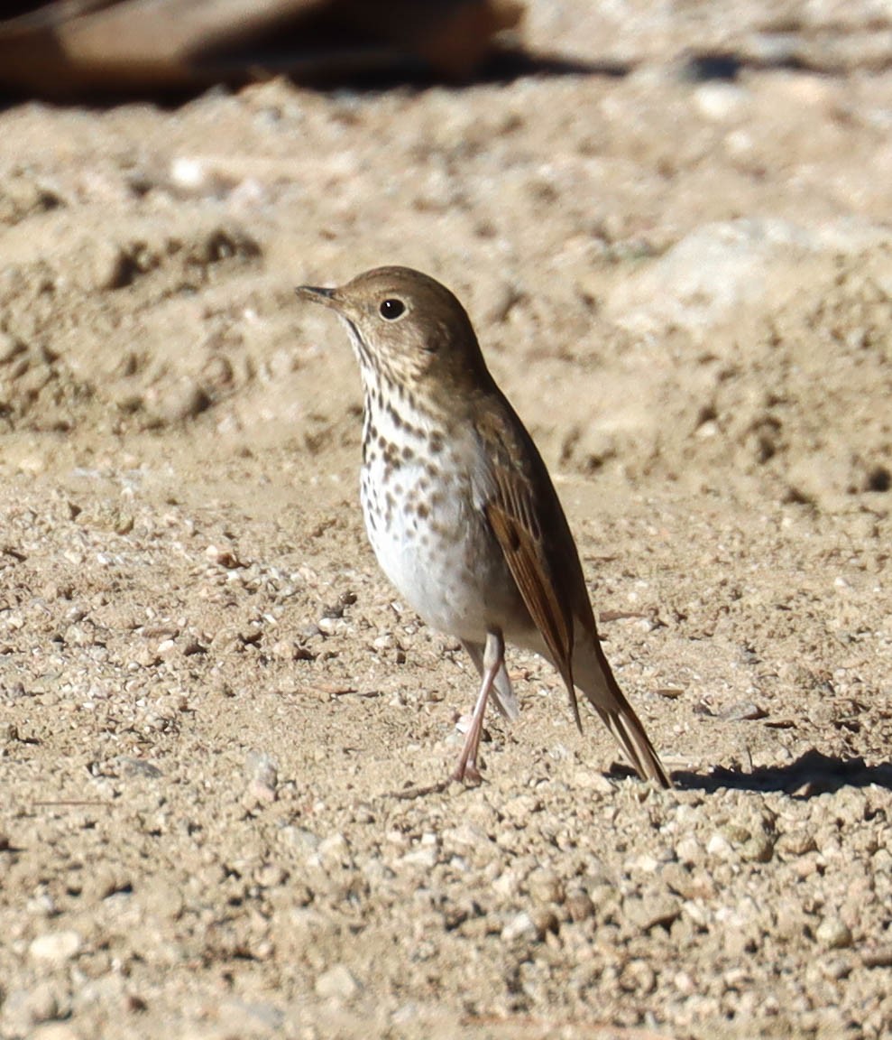 Hermit Thrush - ML646921018