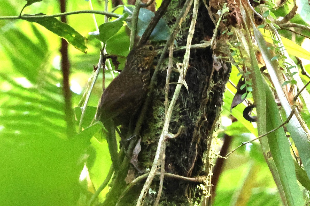 Spotted Barbtail - ML646921024