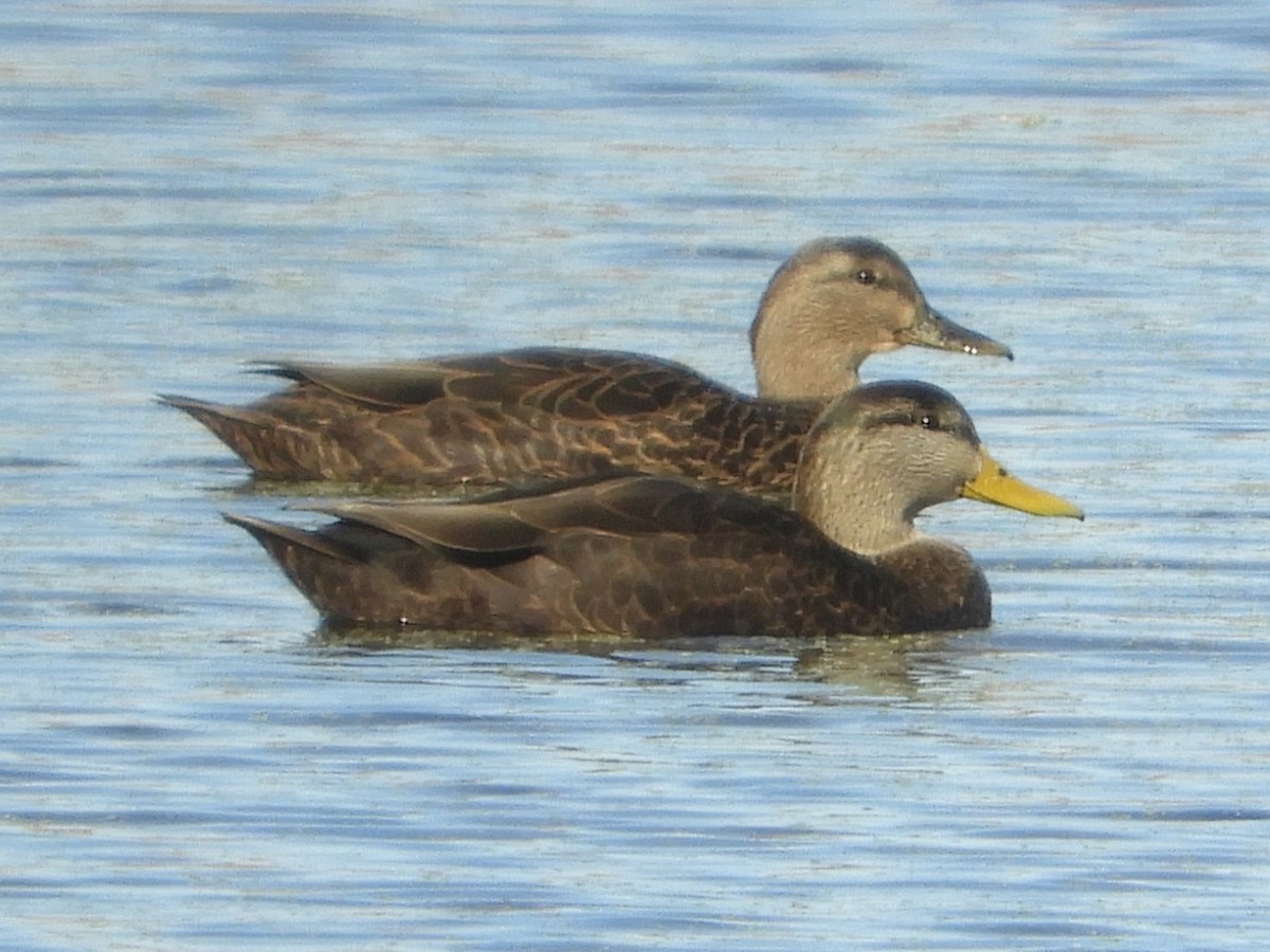 American Black Duck - ML646921026