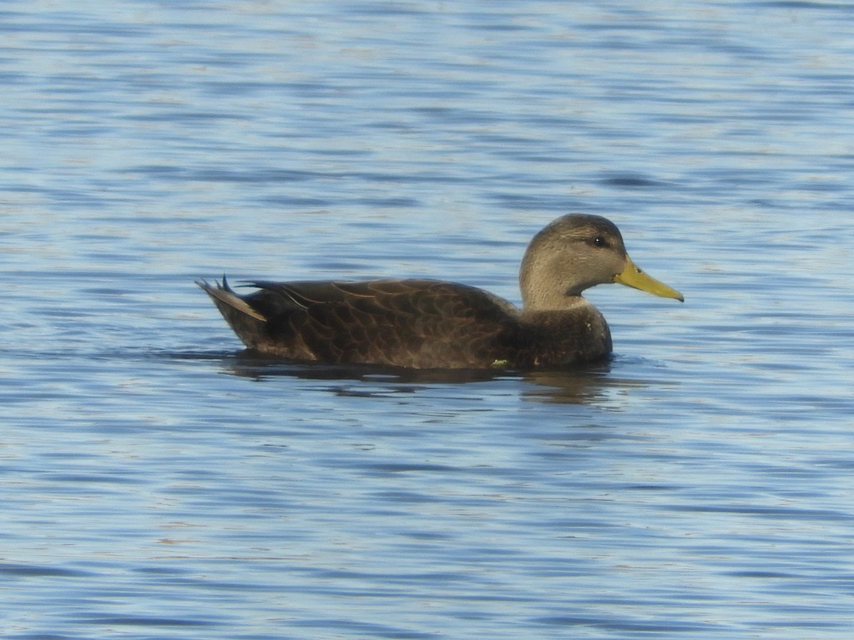 American Black Duck - ML646921027