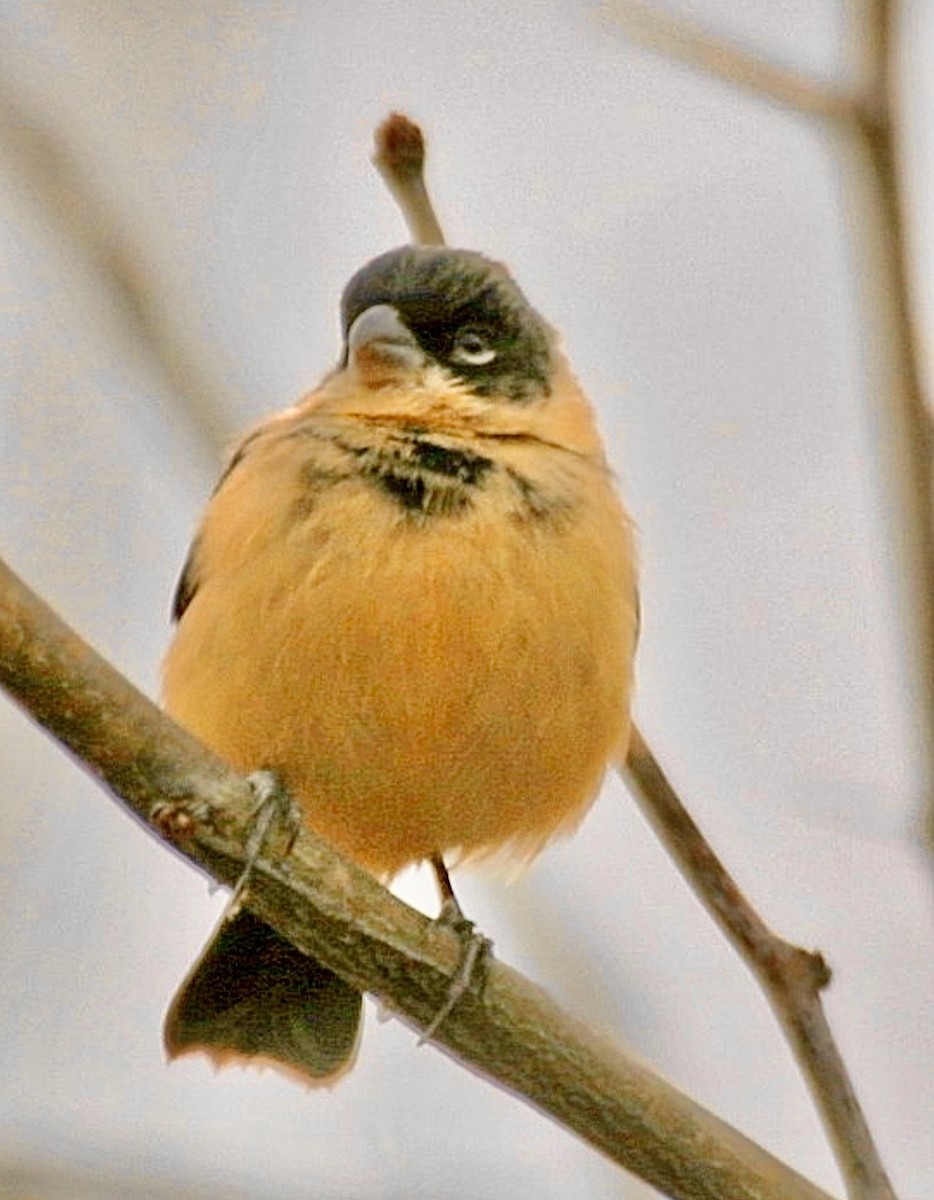 Semillero Cuelliblanco - ML646921030