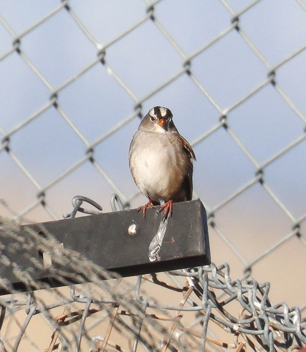 White-crowned Sparrow - ML646921031