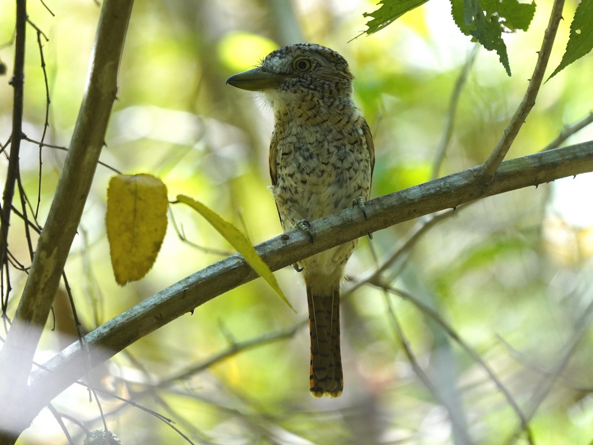 Tigerfaulvogel - ML646921033