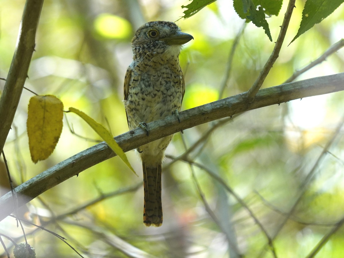 Tigerfaulvogel - ML646921034