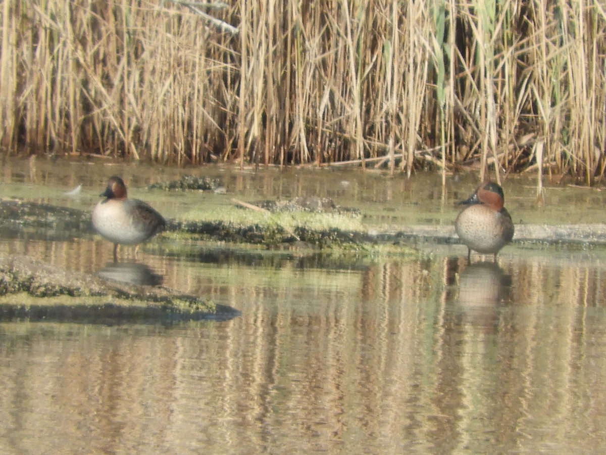 Green-winged Teal - ML646921037