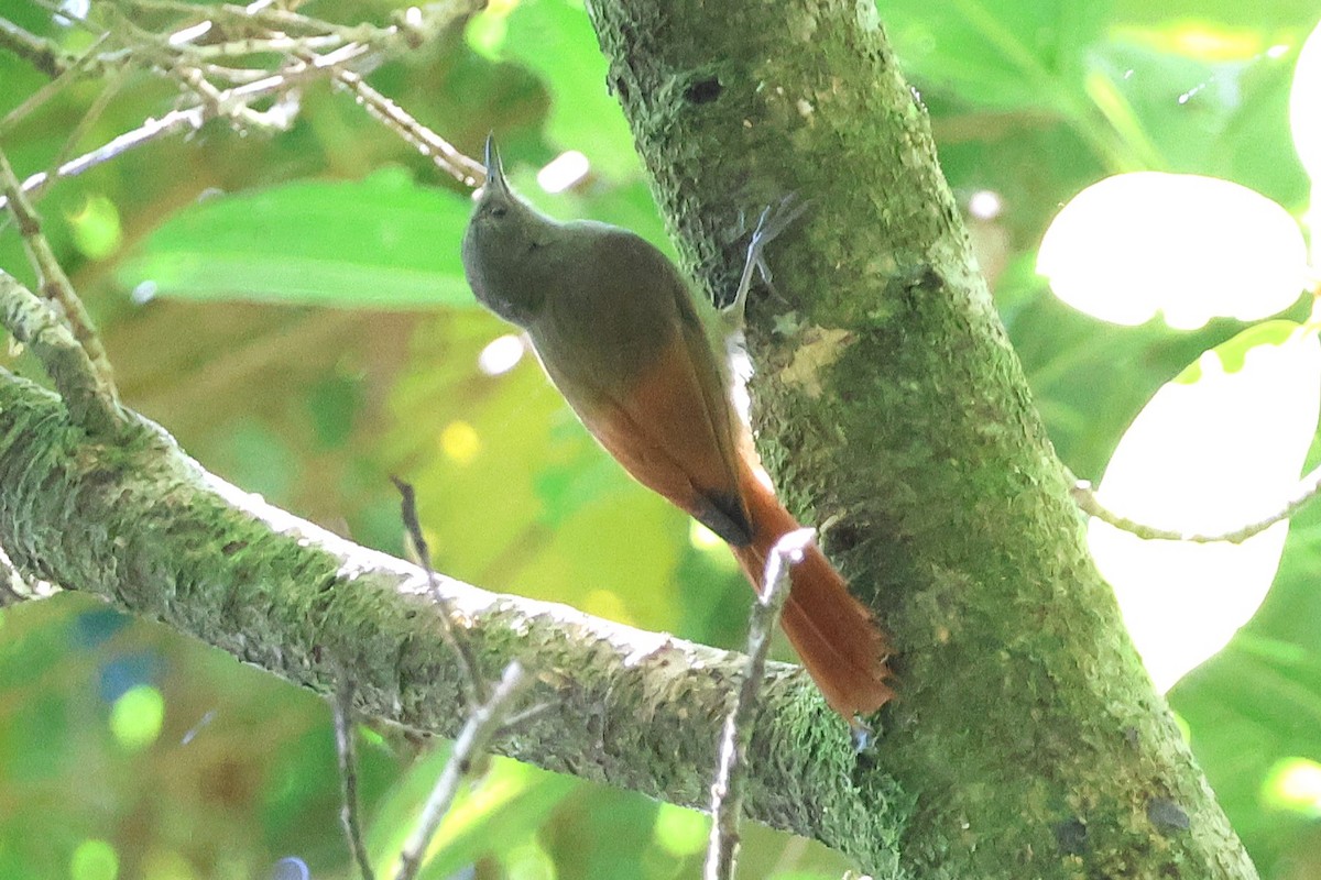 Olivaceous Woodcreeper - ML646921040