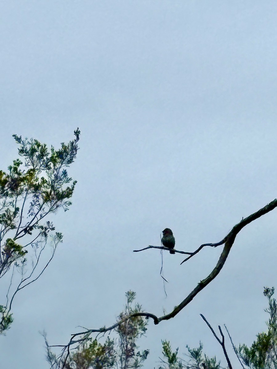 Red-eared Firetail - ML646921041