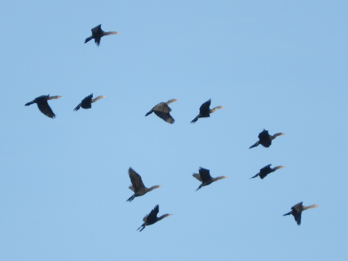 Double-crested Cormorant - ML646921044