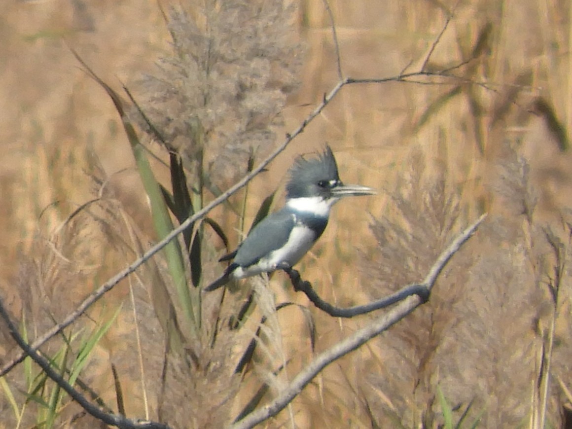 Belted Kingfisher - ML646921053
