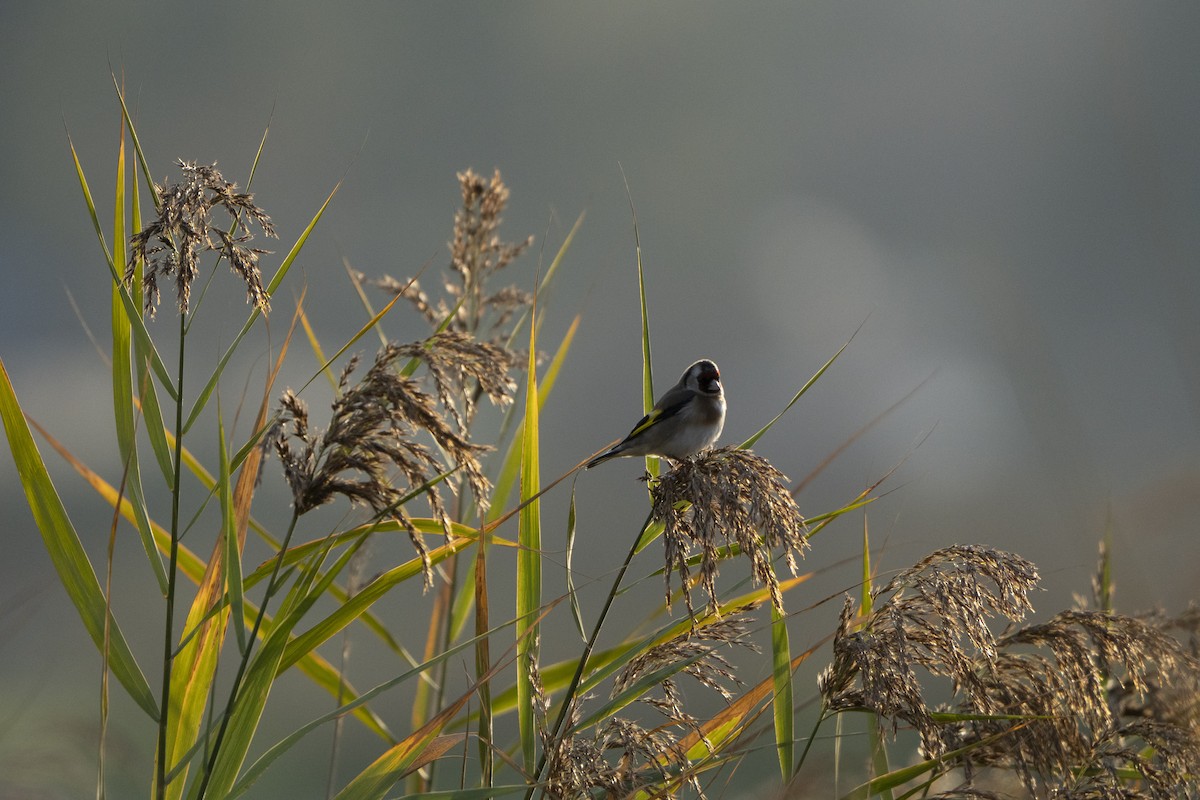 European Goldfinch - ML646921055
