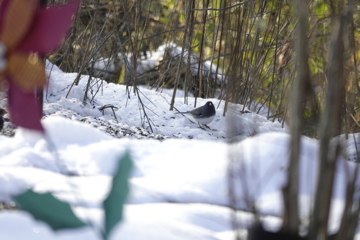 Dark-eyed Junco - ML646921058