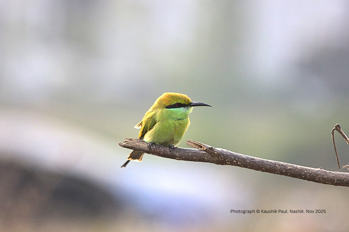 Asian Green Bee-eater - ML646921059