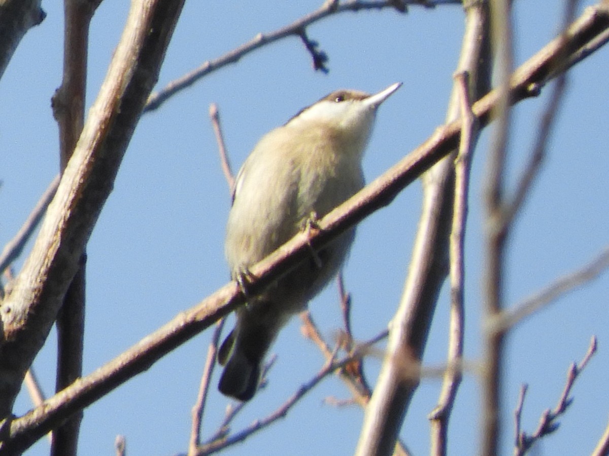 Brown-headed Nuthatch - ML646921062