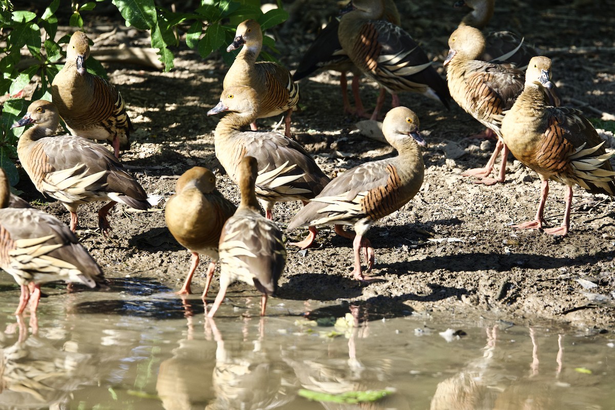 Suirirí Australiano - ML646921063