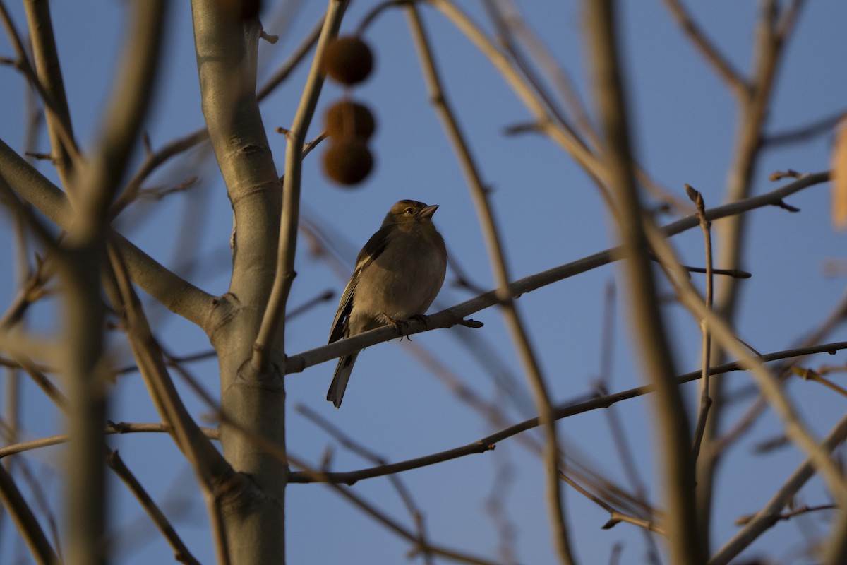 Common Chaffinch - ML646921064