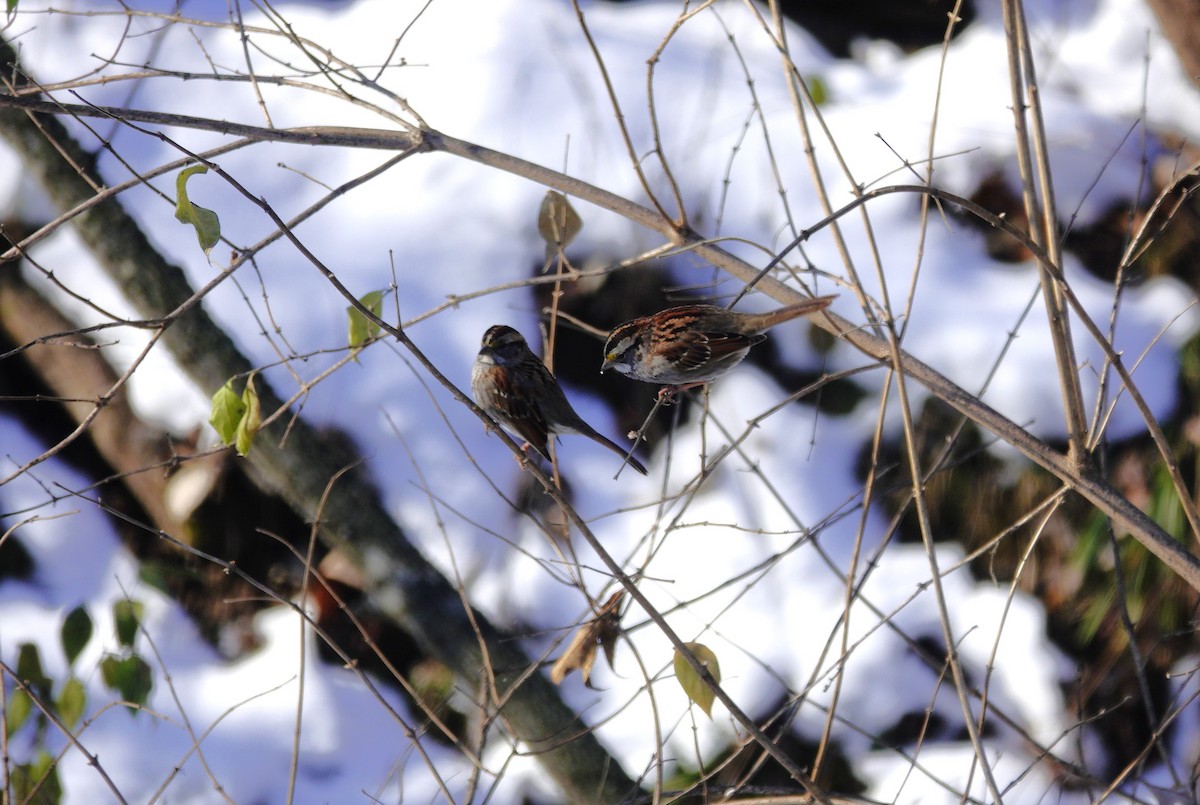 White-throated Sparrow - ML646921065