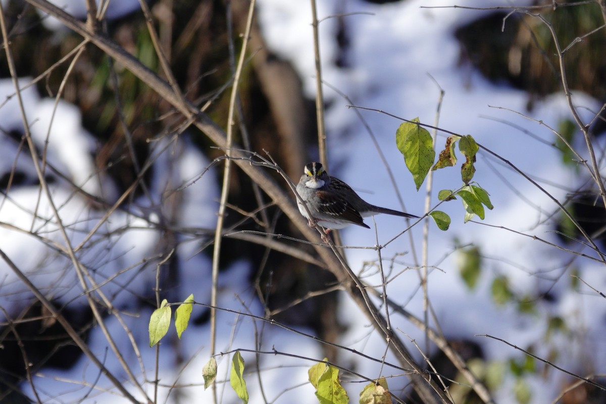 White-throated Sparrow - ML646921066