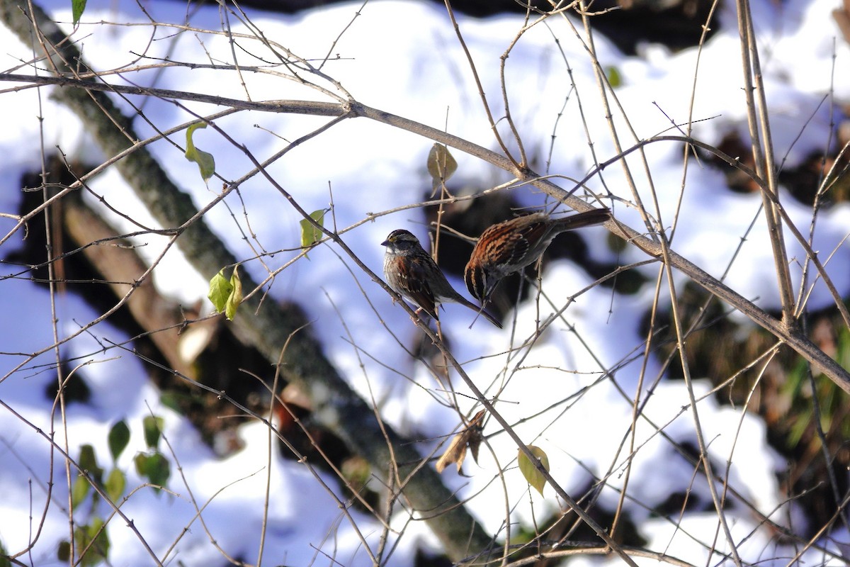 White-throated Sparrow - ML646921067