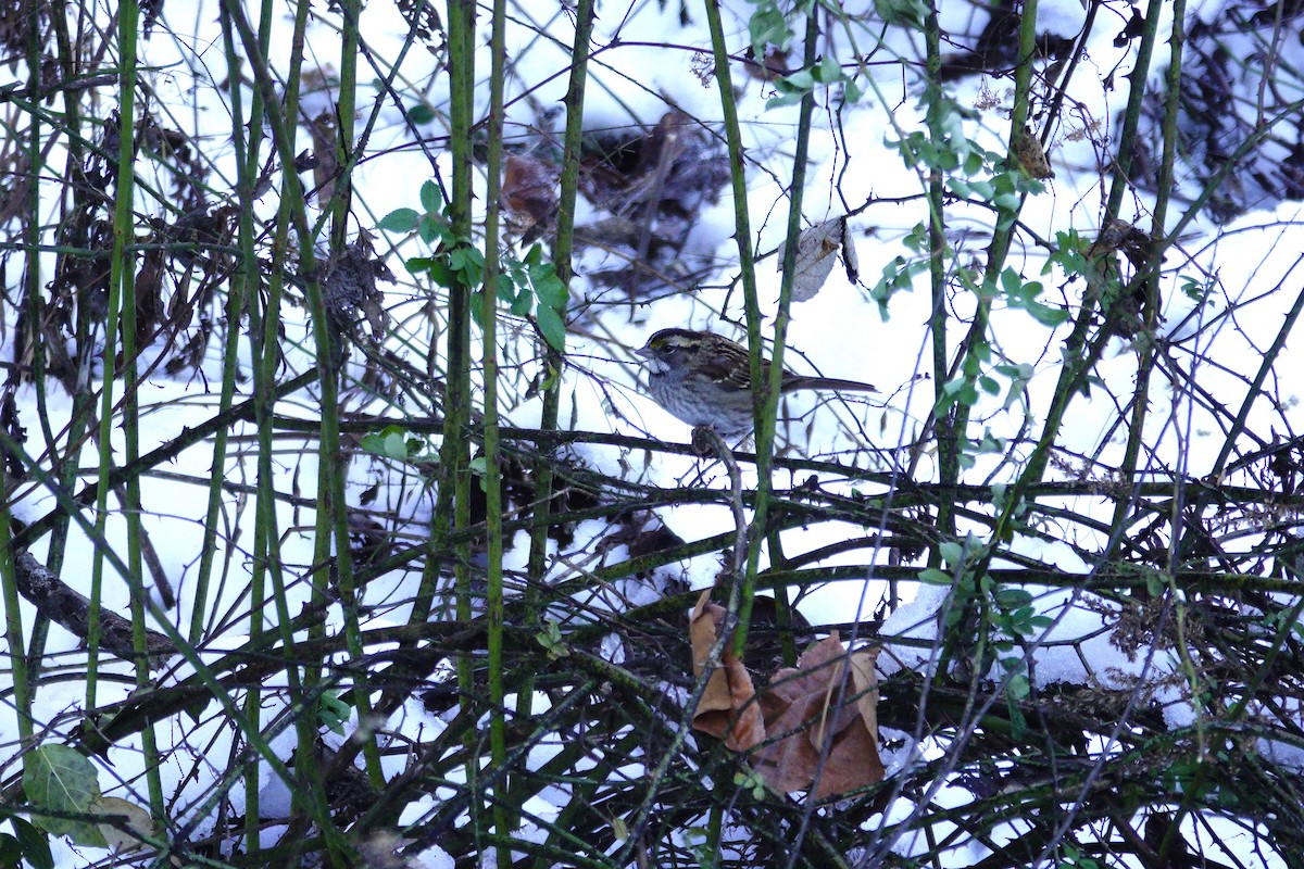 White-throated Sparrow - ML646921068