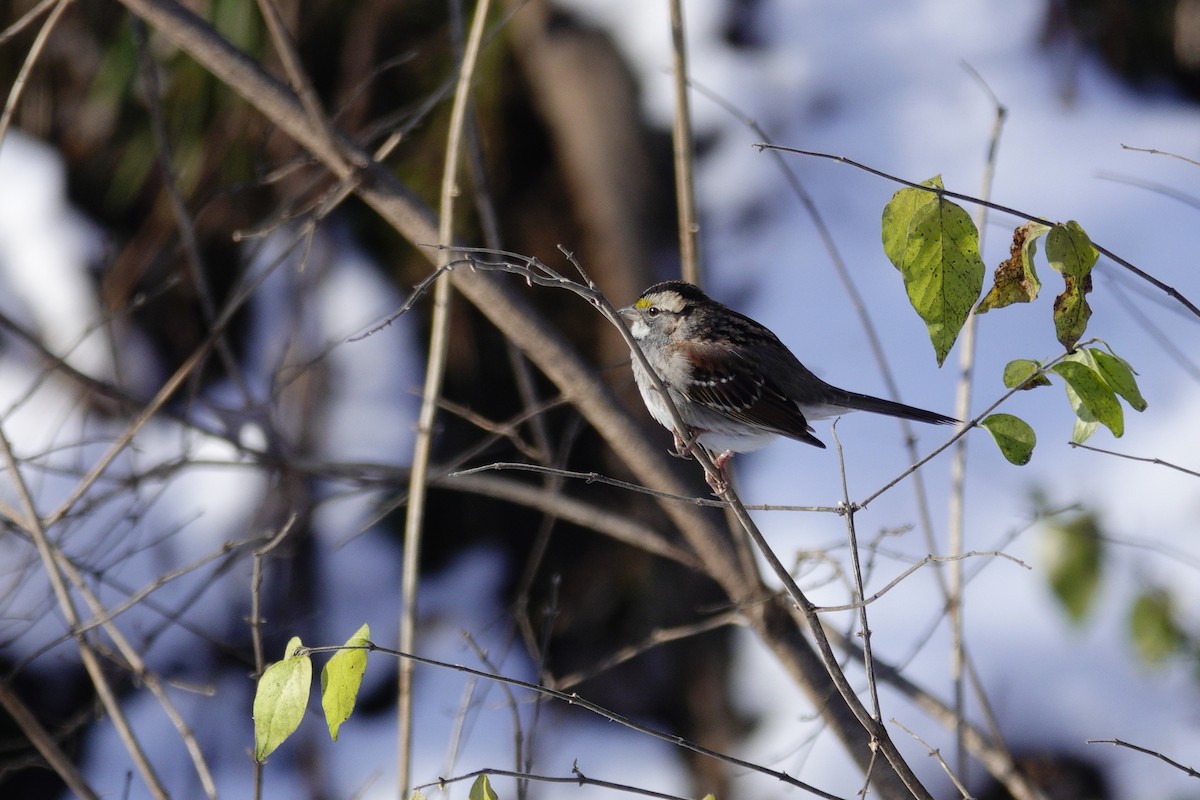 White-throated Sparrow - ML646921069
