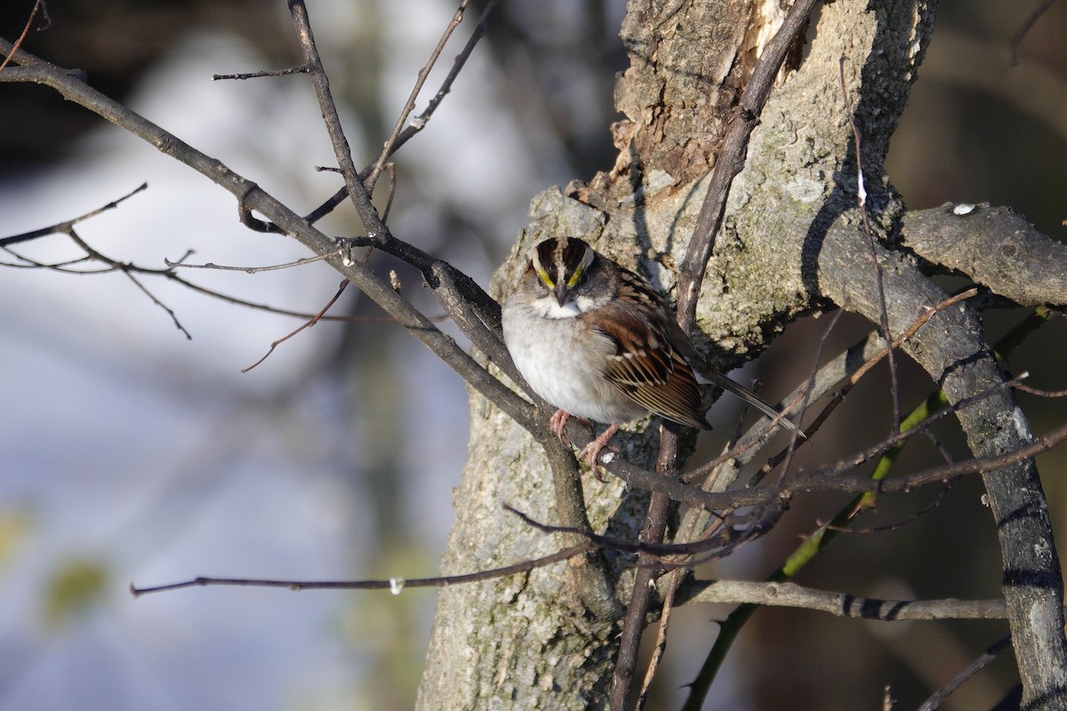 White-throated Sparrow - ML646921070
