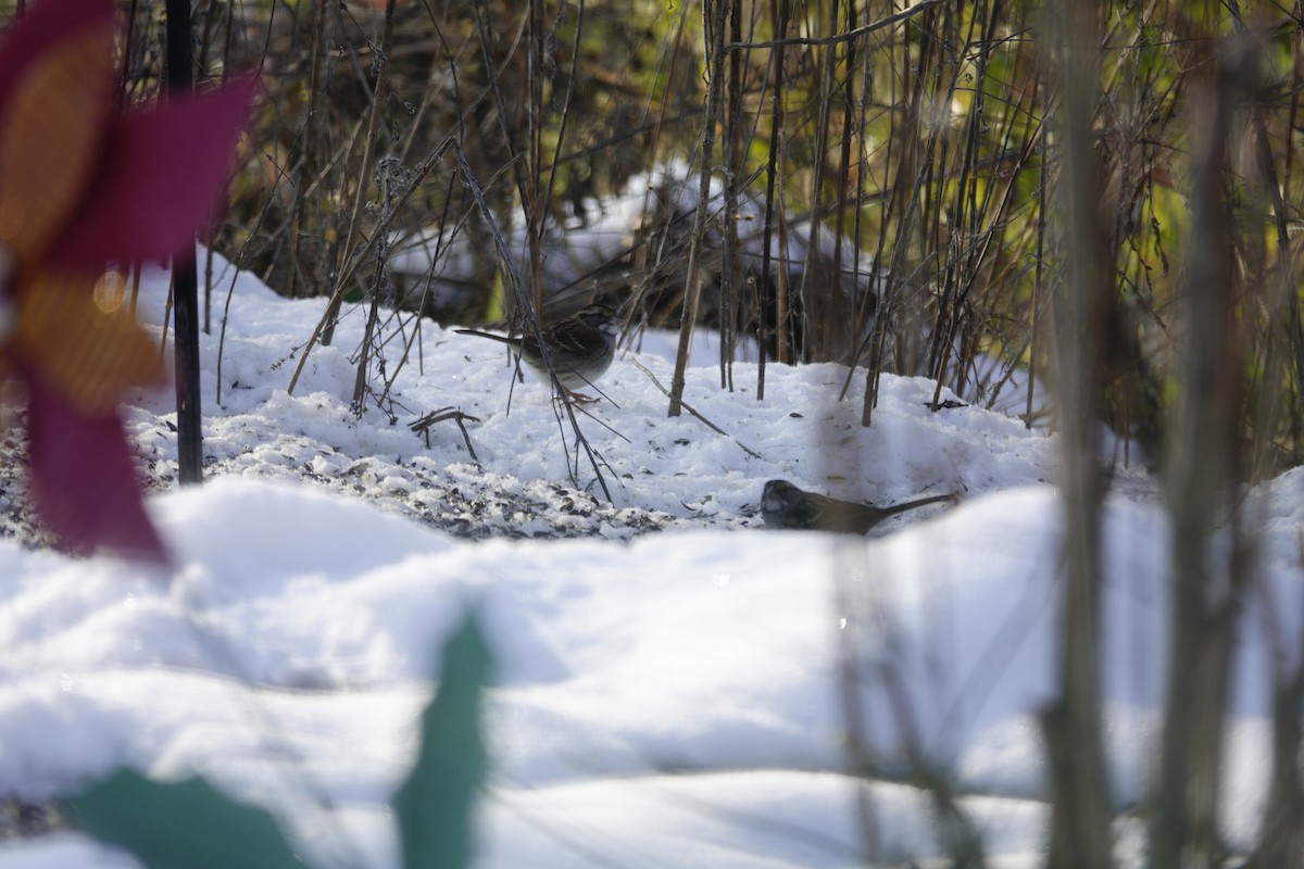 White-throated Sparrow - ML646921071