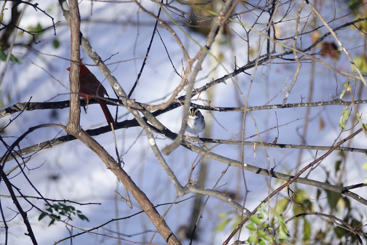 White-throated Sparrow - ML646921072