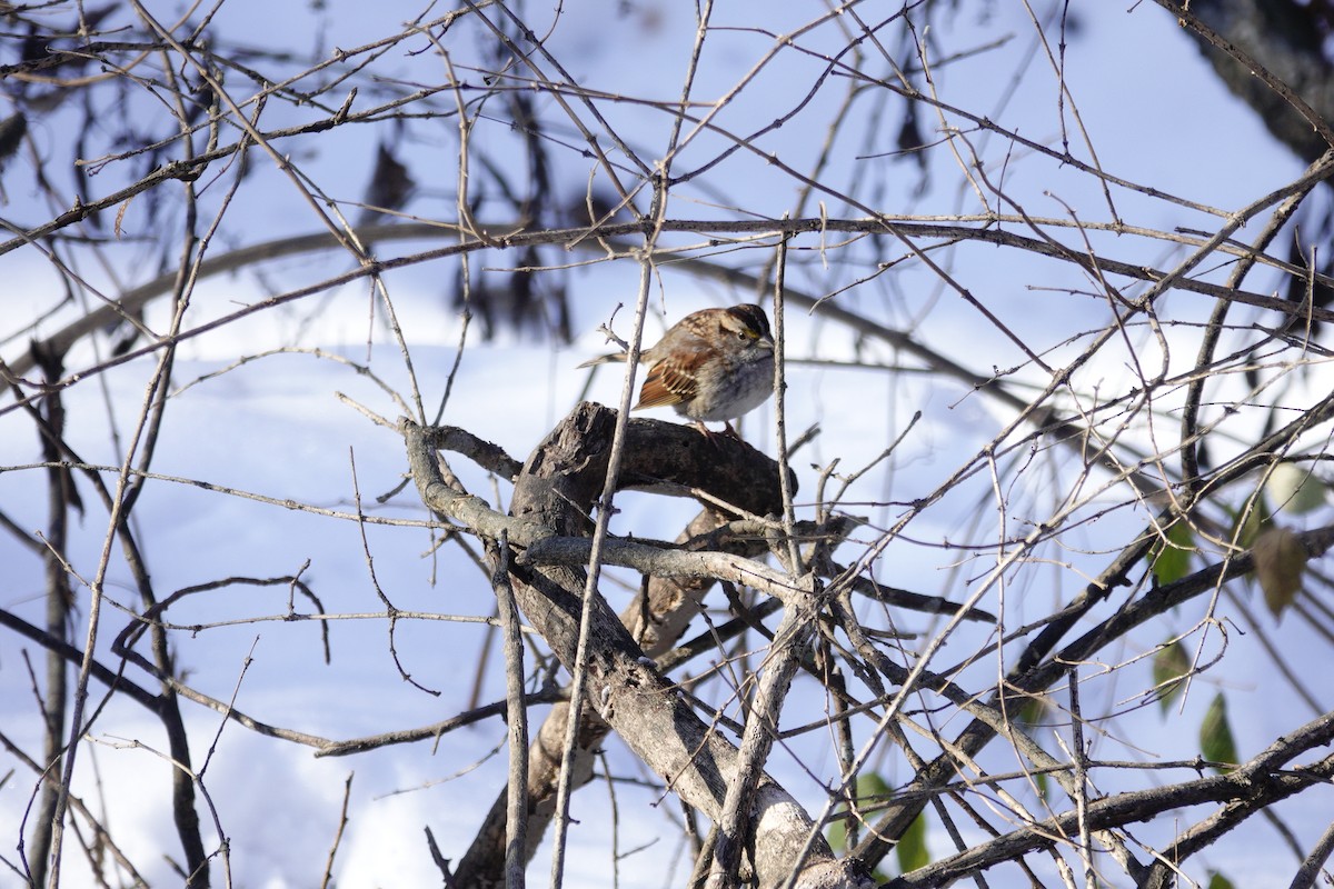 White-throated Sparrow - ML646921073