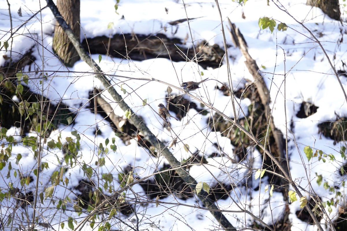 White-throated Sparrow - ML646921074