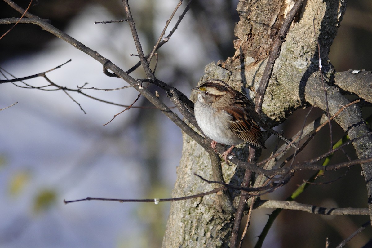 White-throated Sparrow - ML646921075