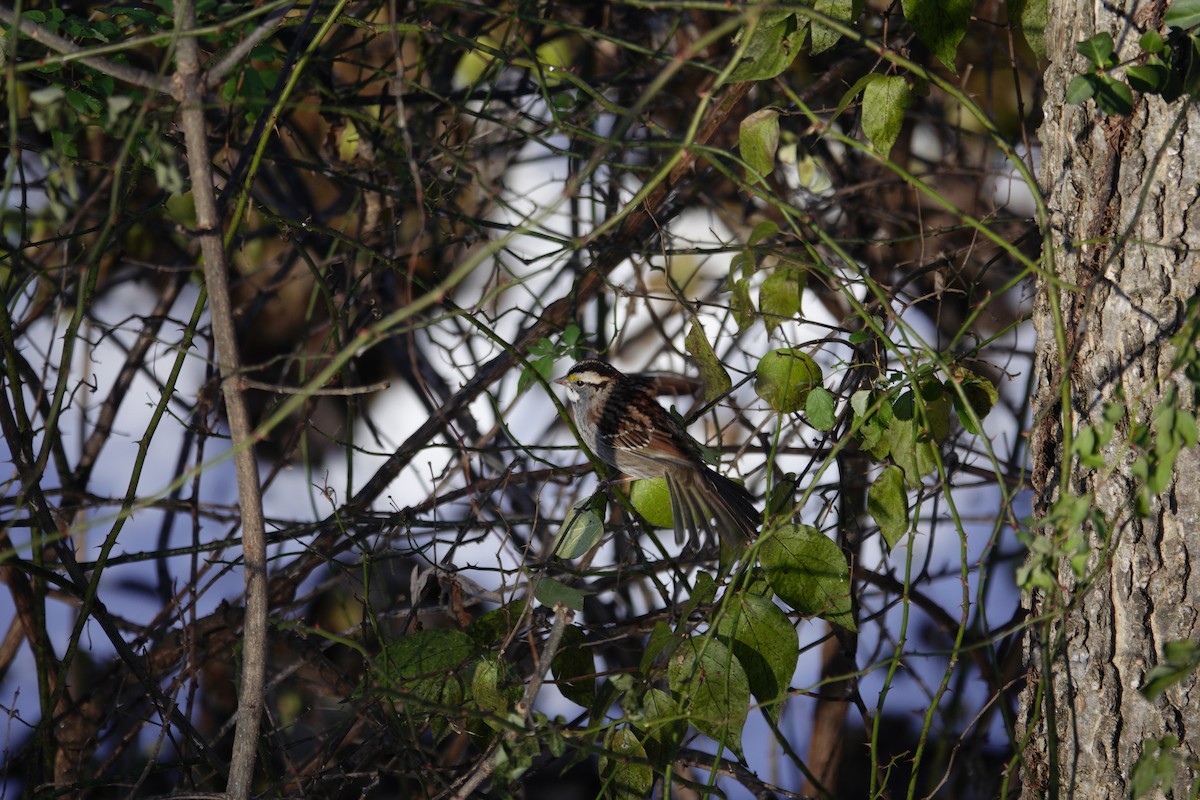 White-throated Sparrow - ML646921076