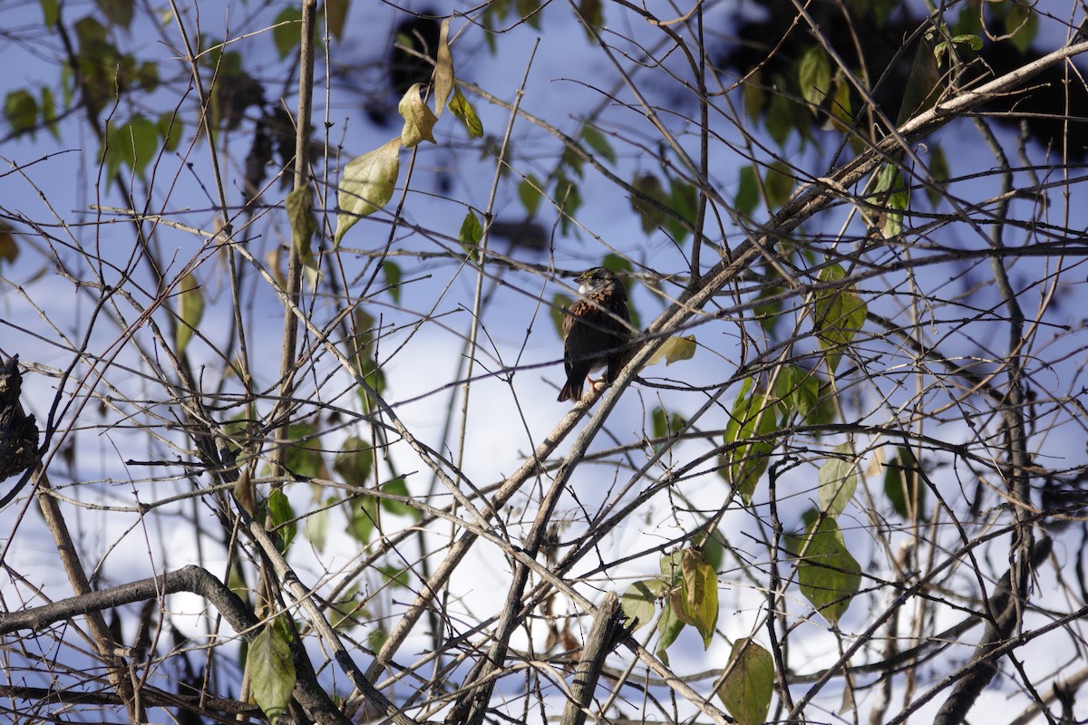 White-throated Sparrow - ML646921077
