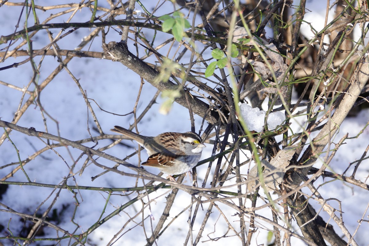 White-throated Sparrow - ML646921078