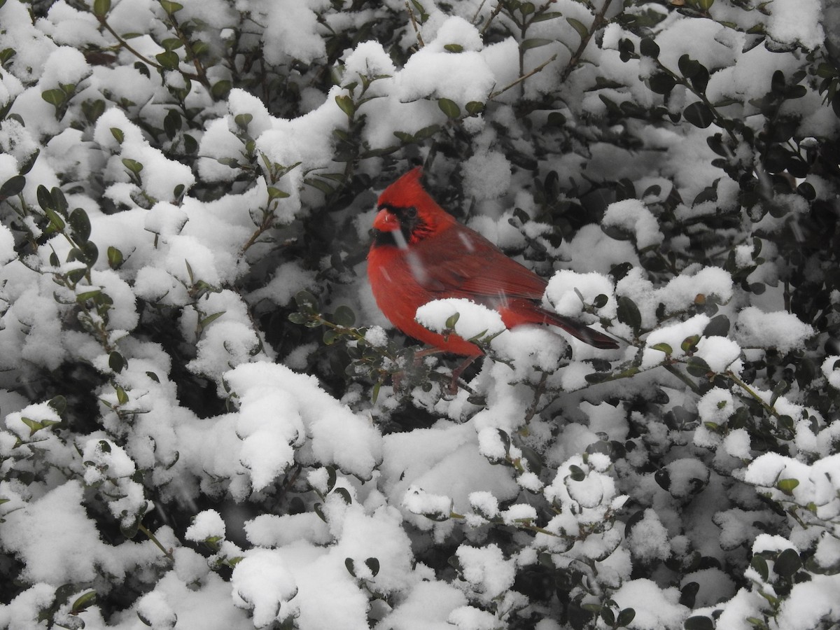 Northern Cardinal - ML646921079