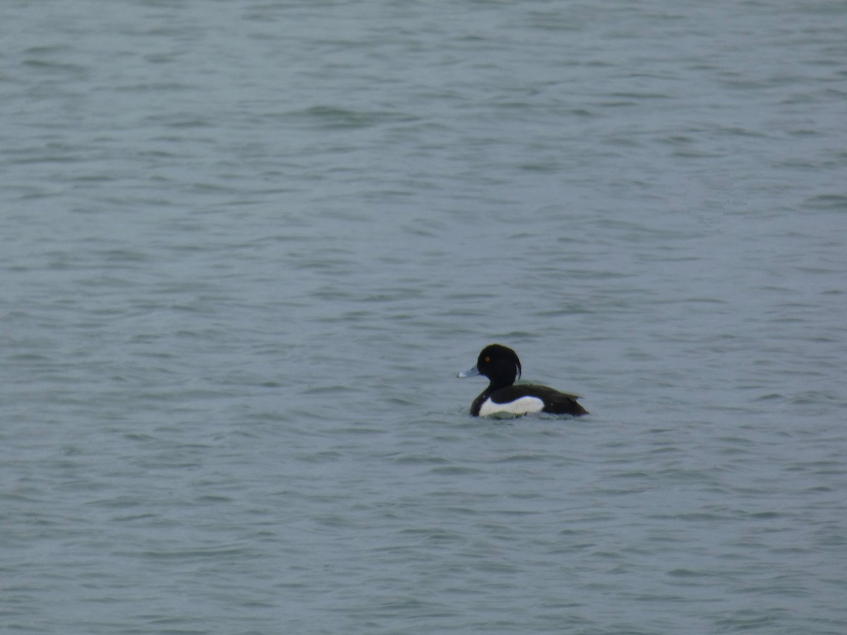 Tufted Duck - ML646921083