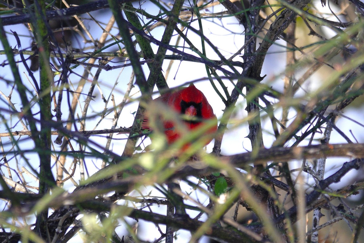 Northern Cardinal - ML646921084