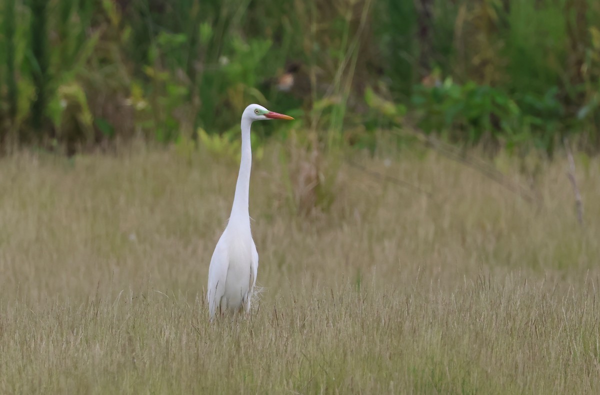 Plumed Egret - ML646921085