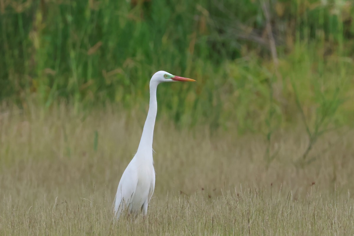 Plumed Egret - ML646921087