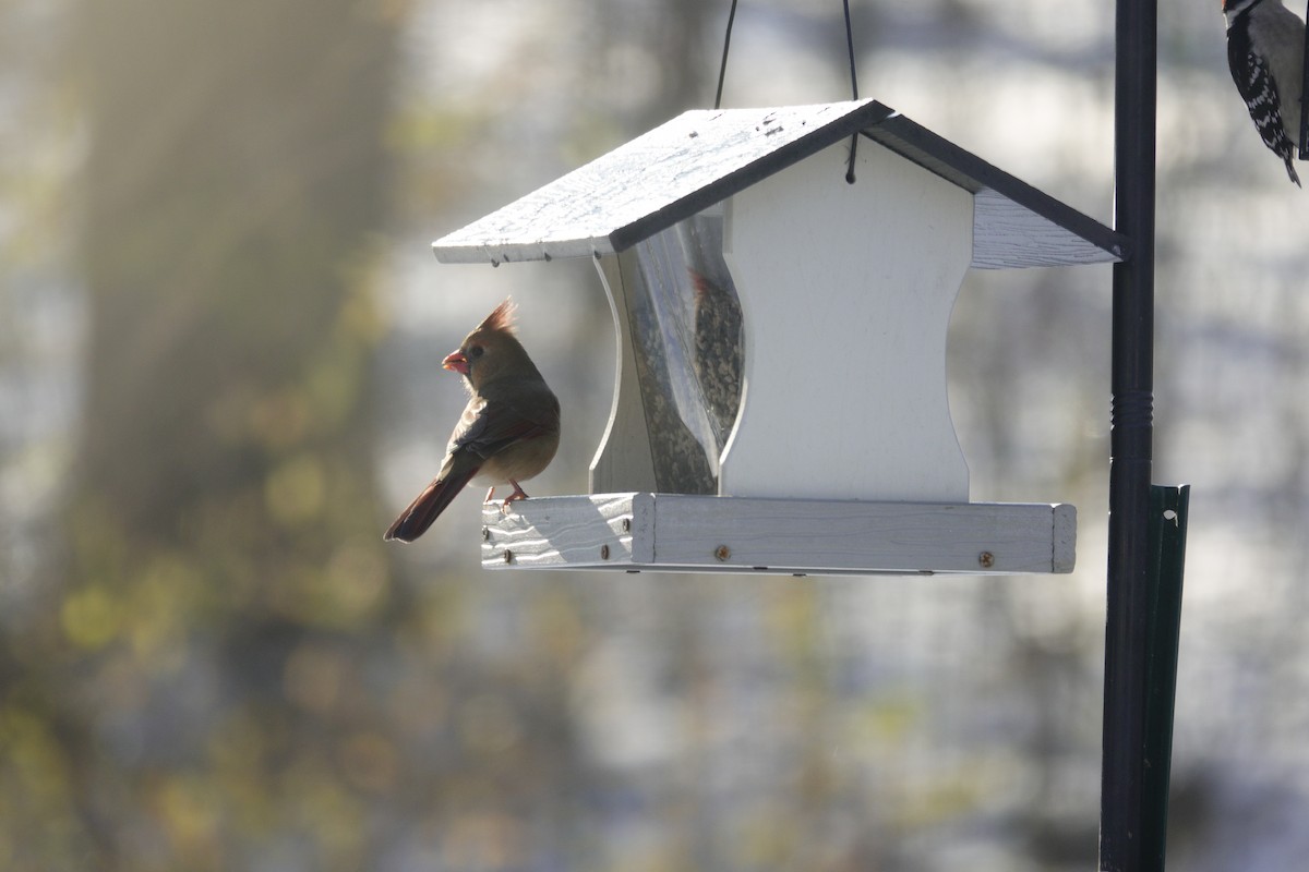 Northern Cardinal - ML646921088