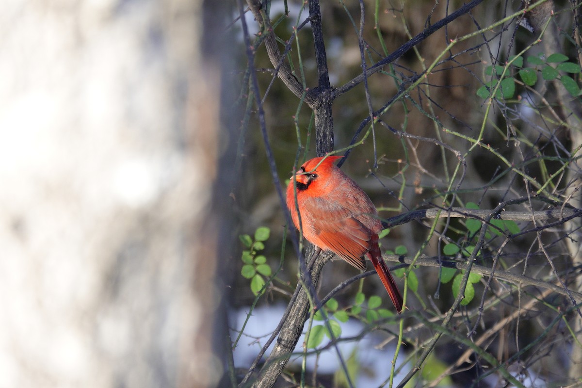 Northern Cardinal - ML646921089