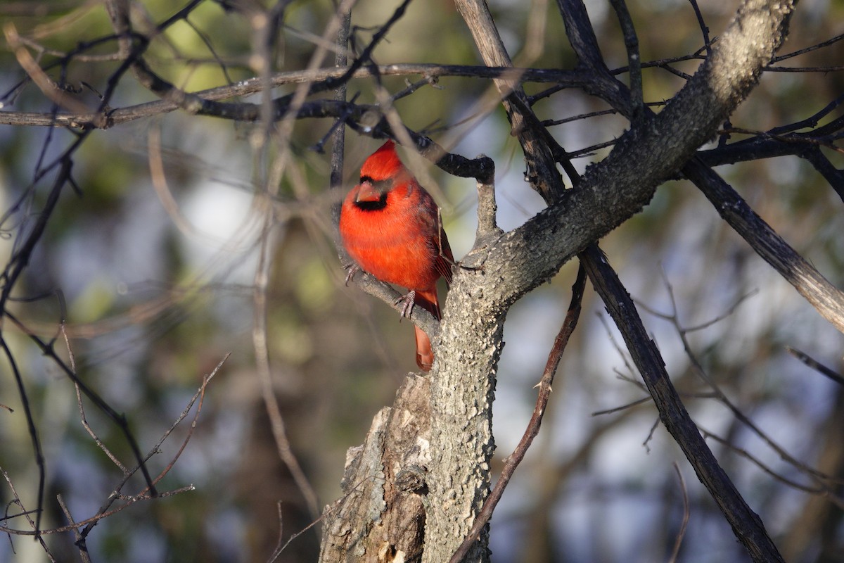 Northern Cardinal - ML646921090