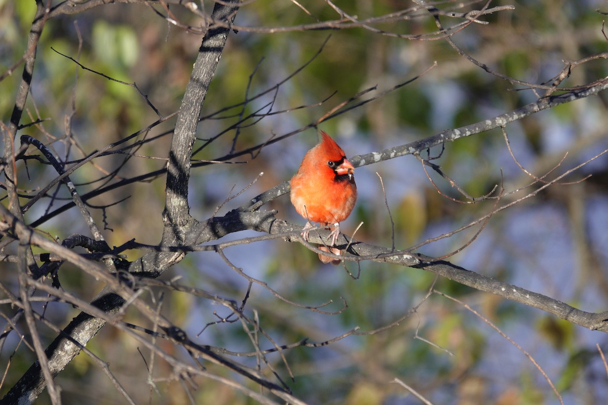 Northern Cardinal - ML646921091