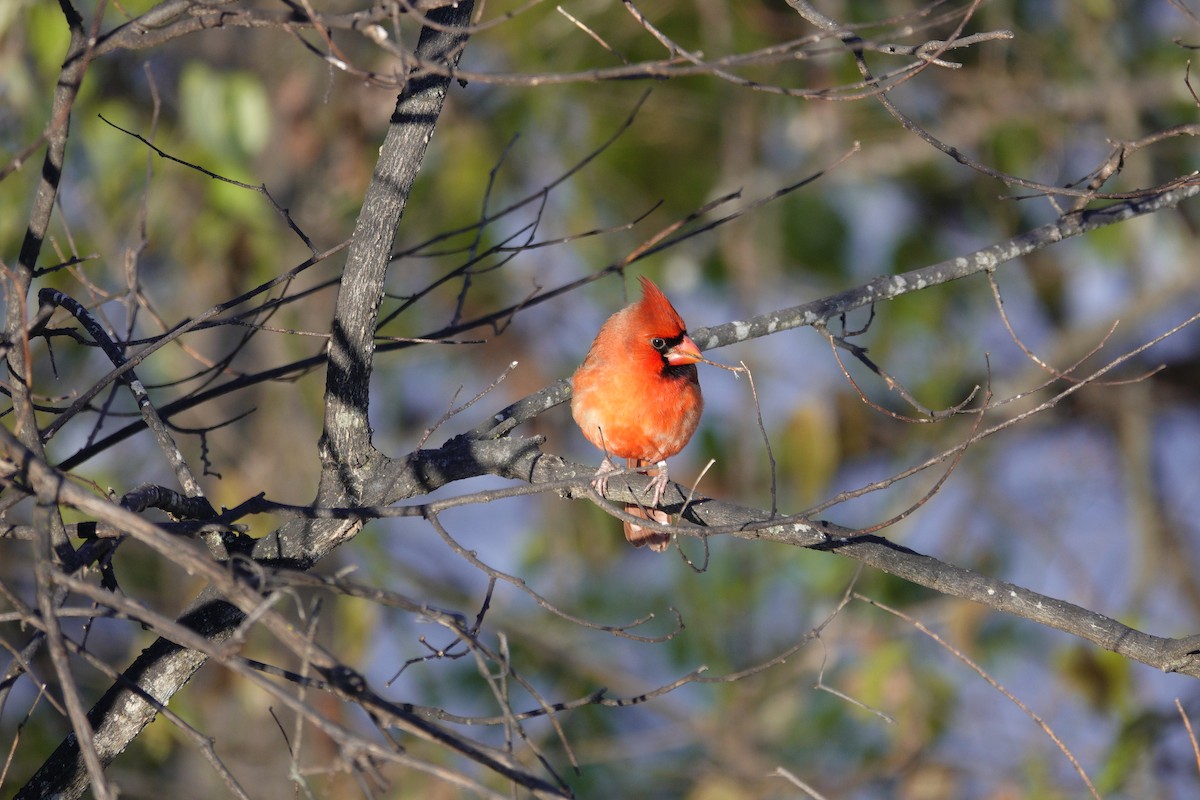 Northern Cardinal - ML646921092